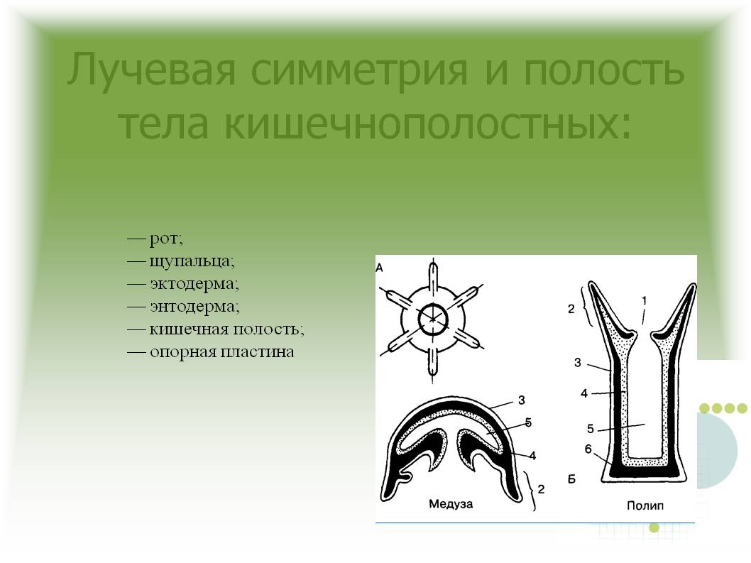 Кракен тор krakens13 at